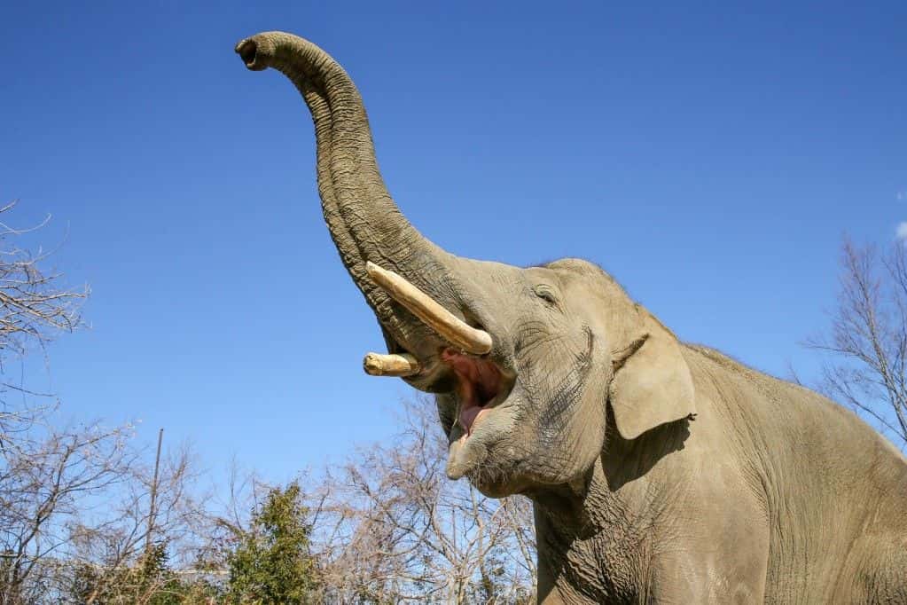 Gunma Safari Park Admission E-ticket4