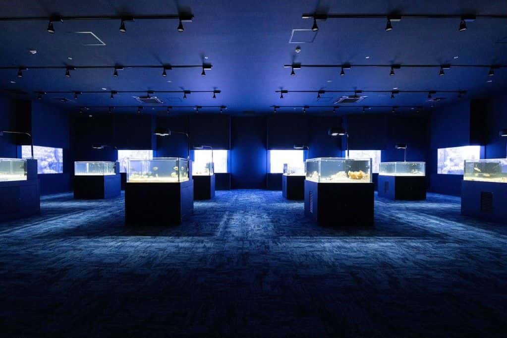 บัตรเข้าชมพิพิธภัณฑ์สัตว์น้ำ DMM Kariyushi Aquarium (ใช้ได้ภายใน 6 เดือน)2
