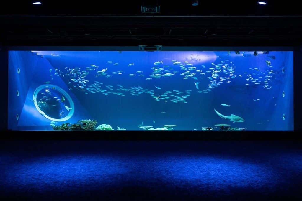 บัตรเข้าชมพิพิธภัณฑ์สัตว์น้ำ DMM Kariyushi Aquarium (ใช้ได้ภายใน 6 เดือน)4