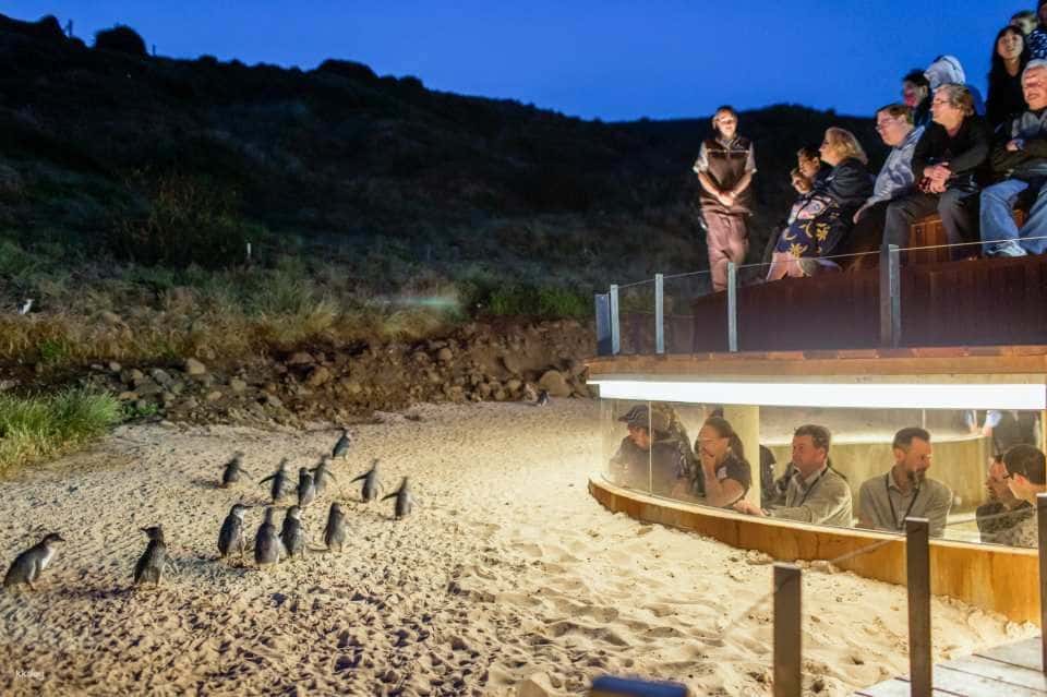 [ทัวร์เชิงนิเวศ] ตั๋วรายบุคคลและแบบคอมโบ Phillip Island Nature Parks: 3 Parks Pass | เมลเบิร์น1