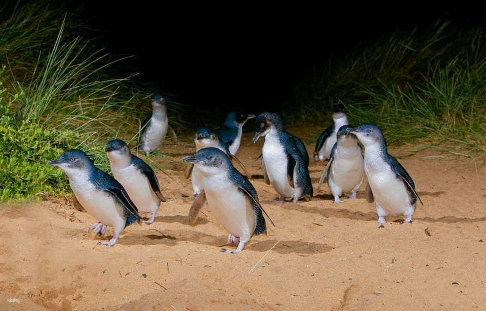[ทัวร์เชิงนิเวศ] ตั๋วรายบุคคลและแบบคอมโบ Phillip Island Nature Parks: 3 Parks Pass | เมลเบิร์น2