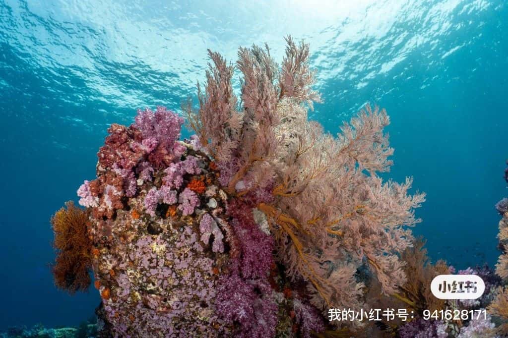 2 dive full day scuba diving trip in Koh Lipe Trips and Day Trips3