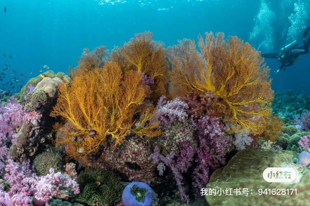 2 dive full day scuba diving trip in Koh Lipe Trips and Day Trips4