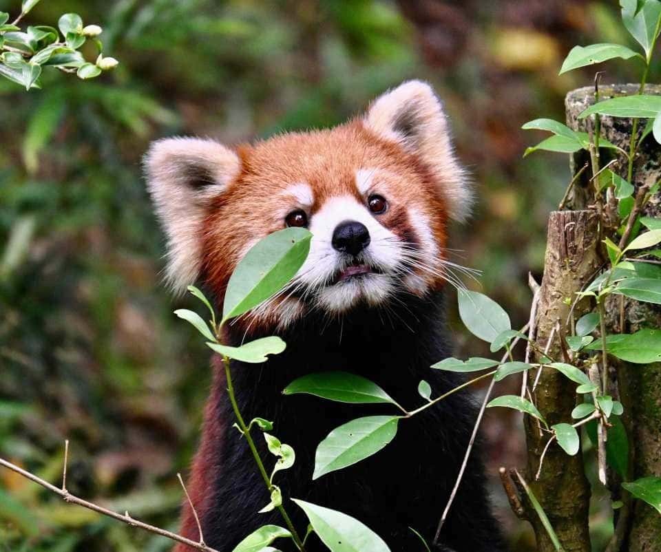 Chengdu Research Base of Giant Panda Breeding2