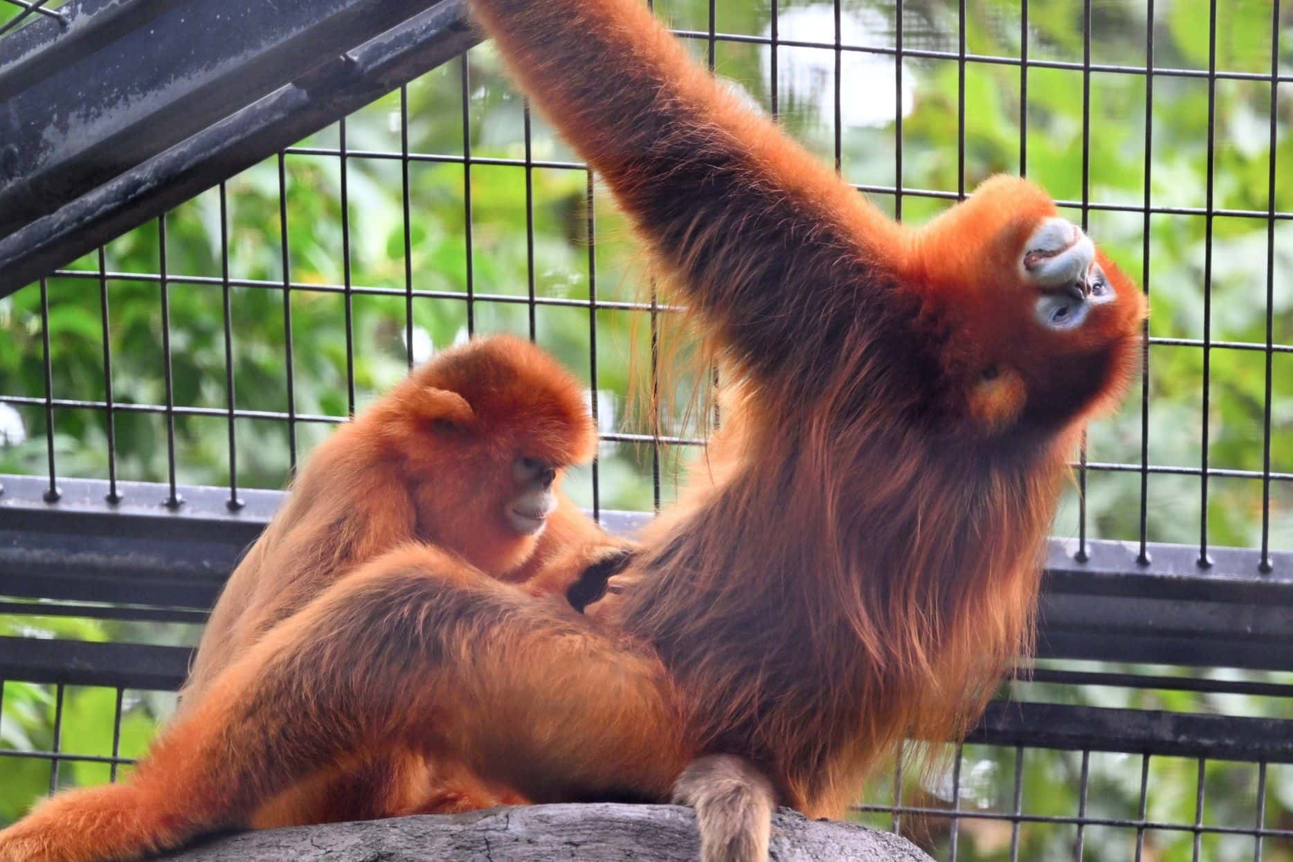 สวนสัตว์เซี่ยงไฮ้ (Shanghai Zoo)1