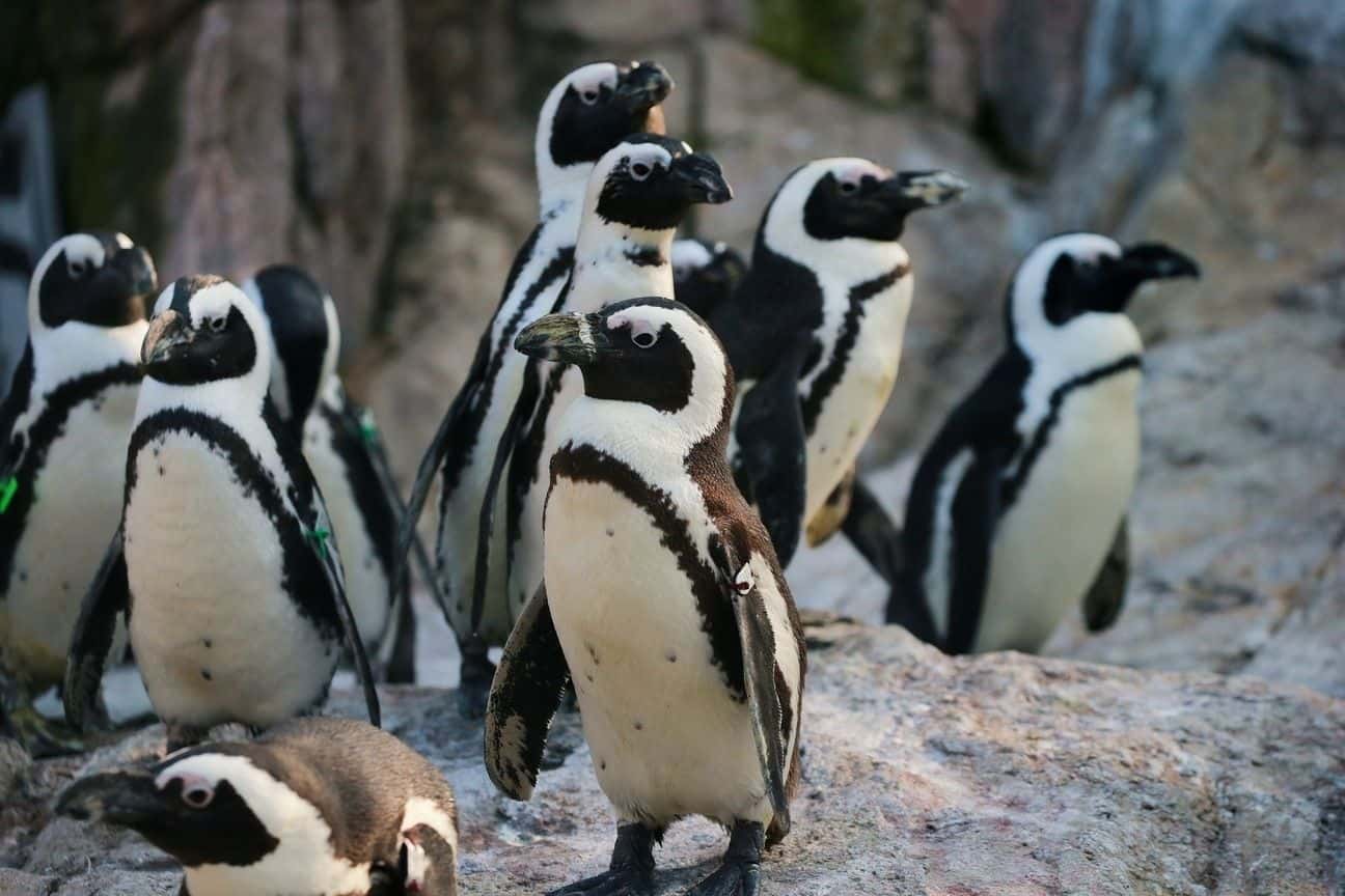 สวนสัตว์เซี่ยงไฮ้ (Shanghai Zoo)2