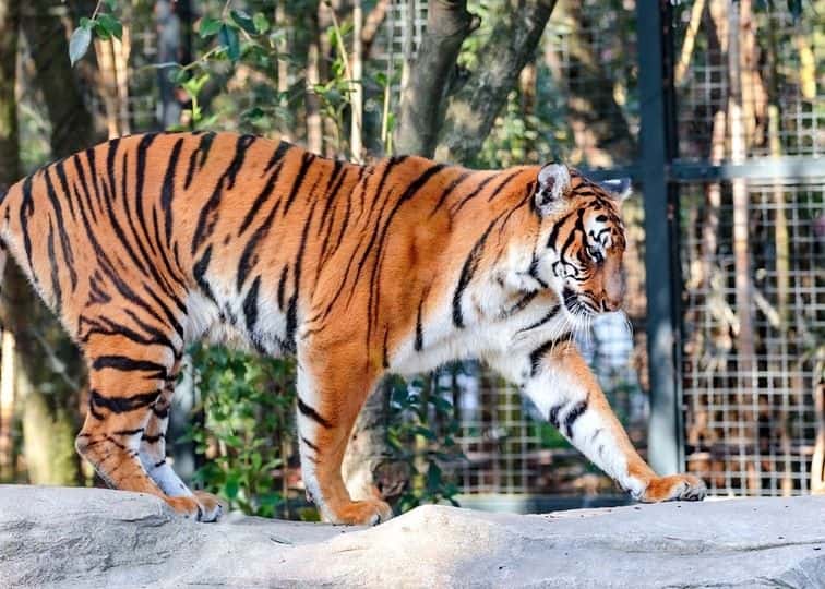 สวนสัตว์เซี่ยงไฮ้ (Shanghai Zoo)3