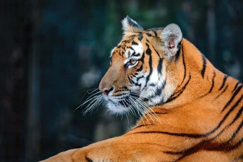 สวนสัตว์เซี่ยงไฮ้ (Shanghai Zoo)4