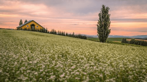ทัวร์ทริปฮอกไกโด (1-Day Tour in Hokkaido) ทริปเที่ยว และเดย์ทริป1