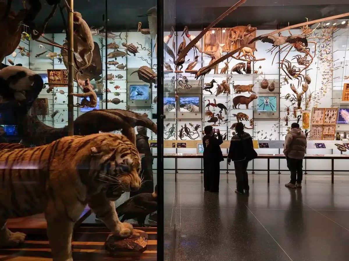 American Museum of Natural History Ticket3