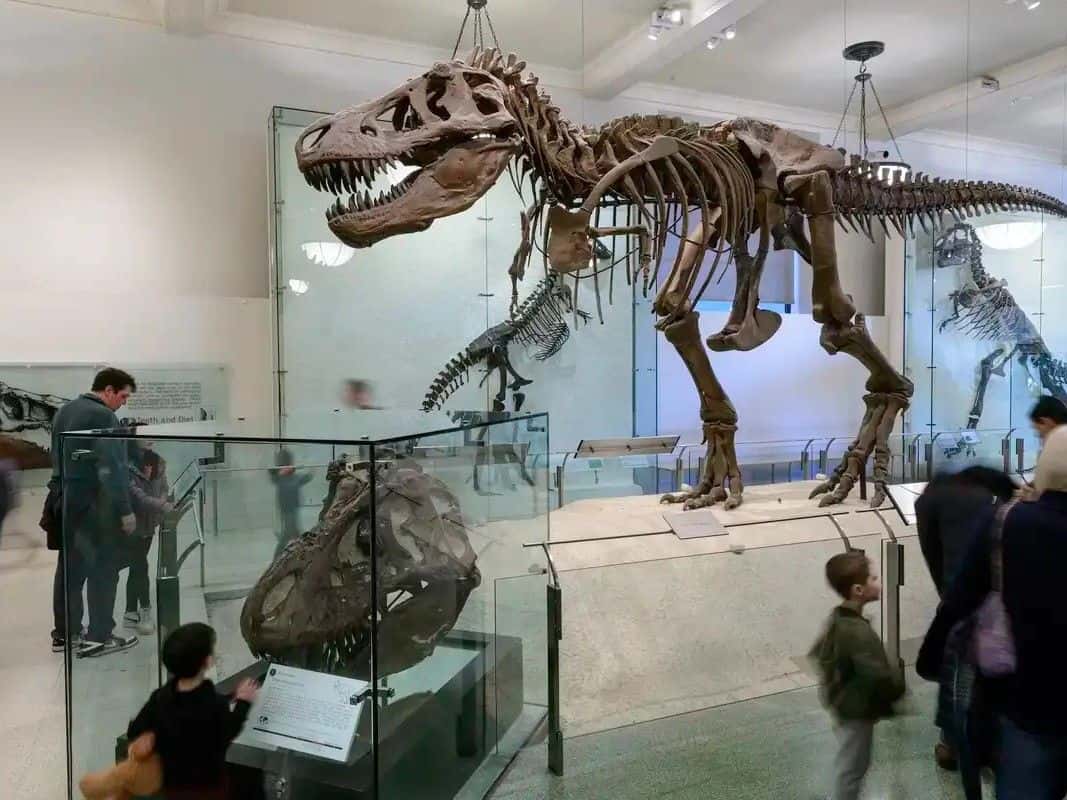 American Museum of Natural History Ticket4