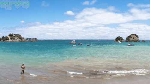 Auckland Whale & Dolphin Tour Trips and Day Trips3