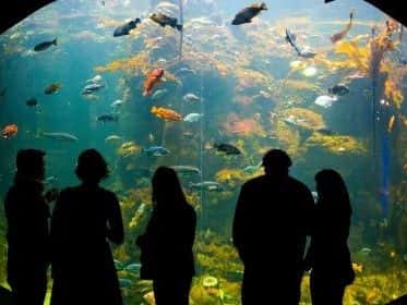 California Academy of Sciences2