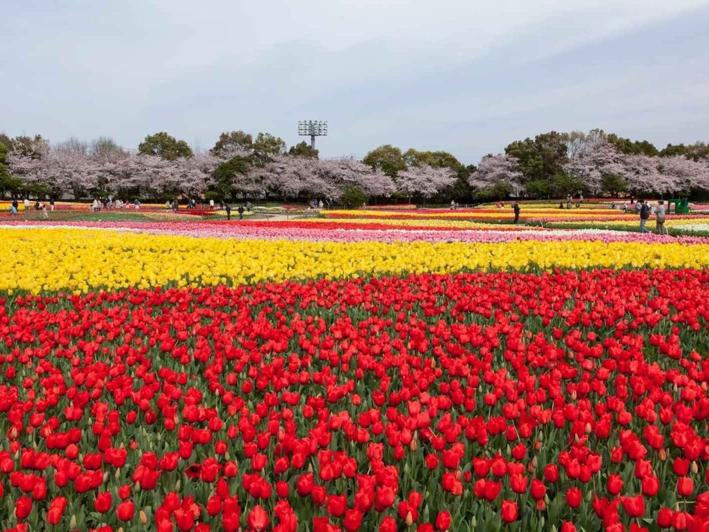 KINTETSU RAIL PASS (Valid for 180 days)2