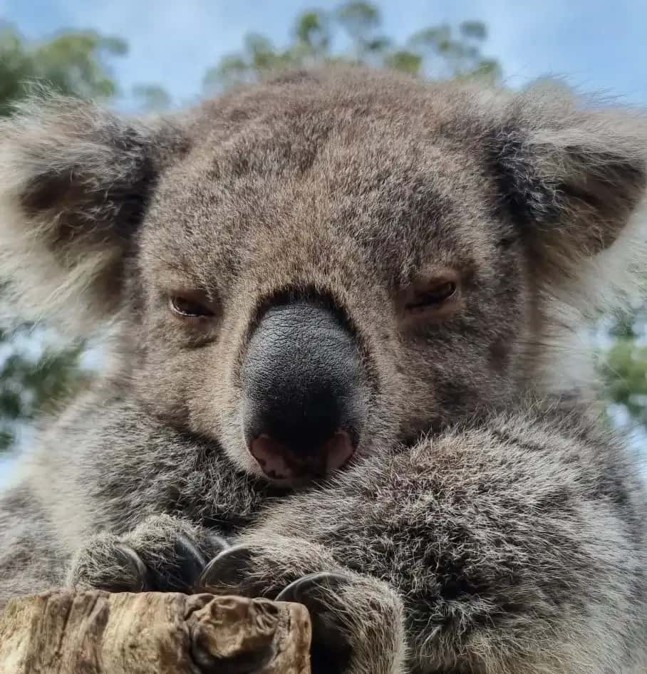 Ballarat Wildlife Park2