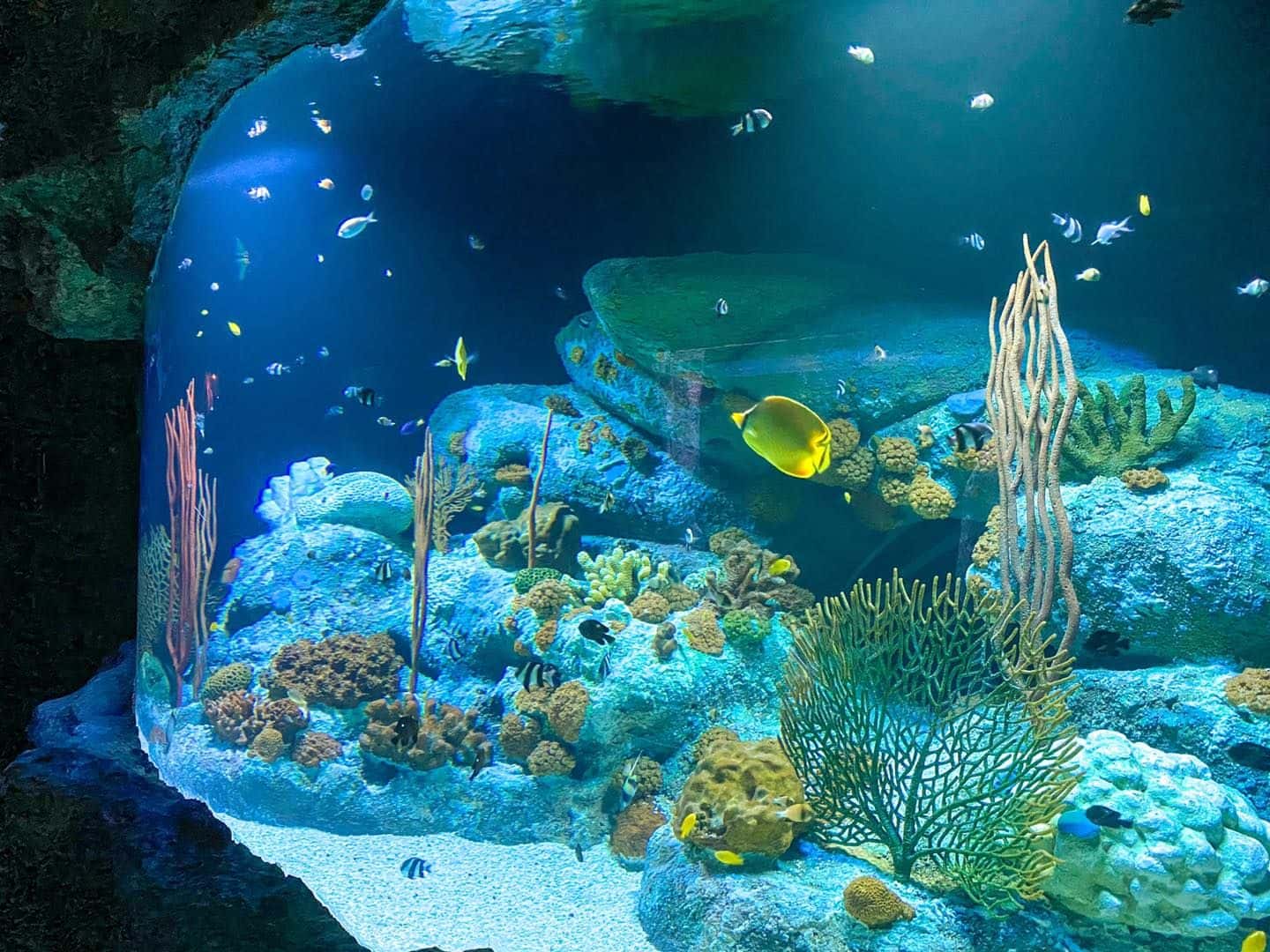 พิพิธภัณฑ์โลกใต้น้ำ พัทยา (Underwater World Pattaya)3