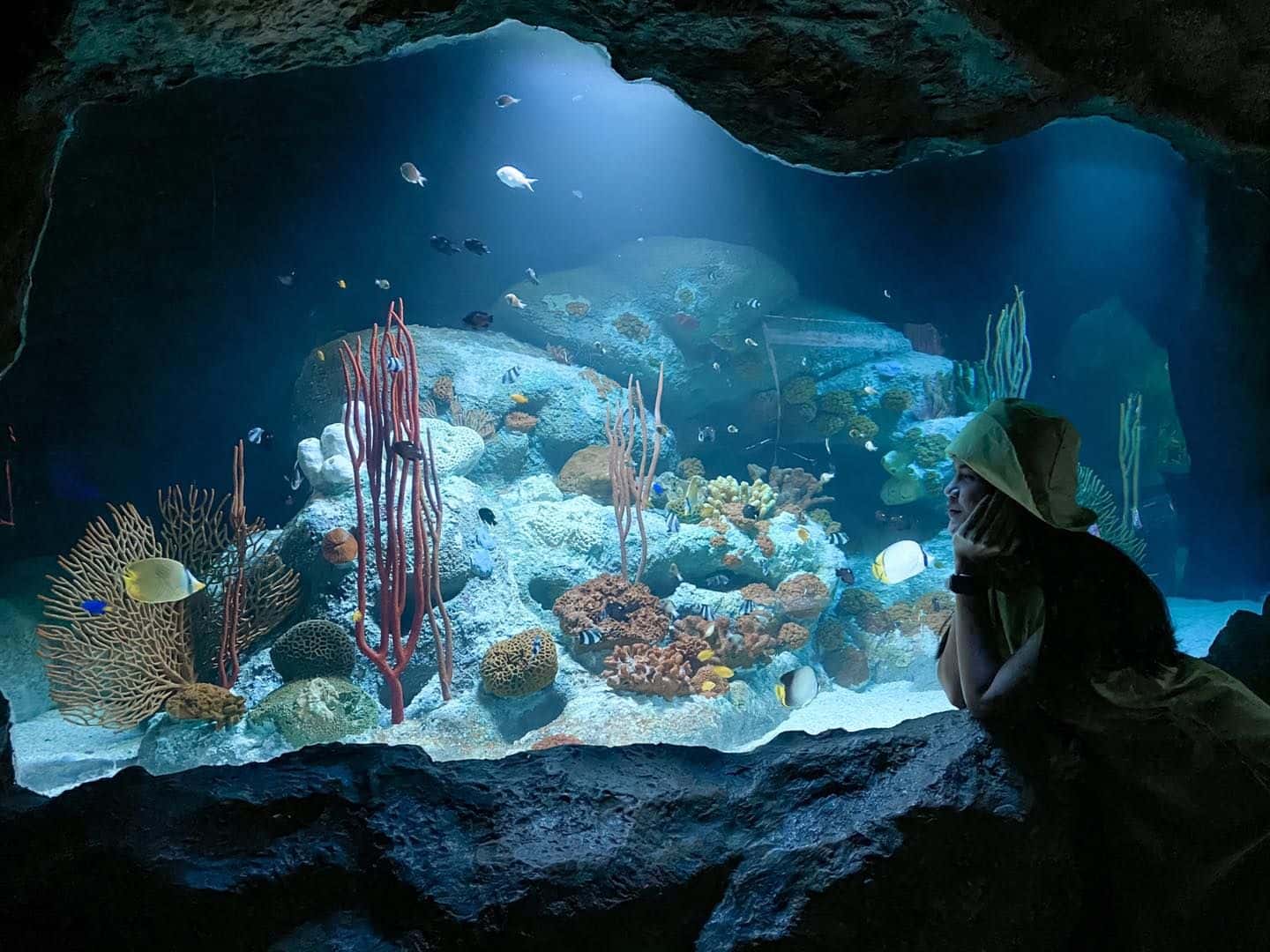 พิพิธภัณฑ์โลกใต้น้ำ พัทยา (Underwater World Pattaya)4