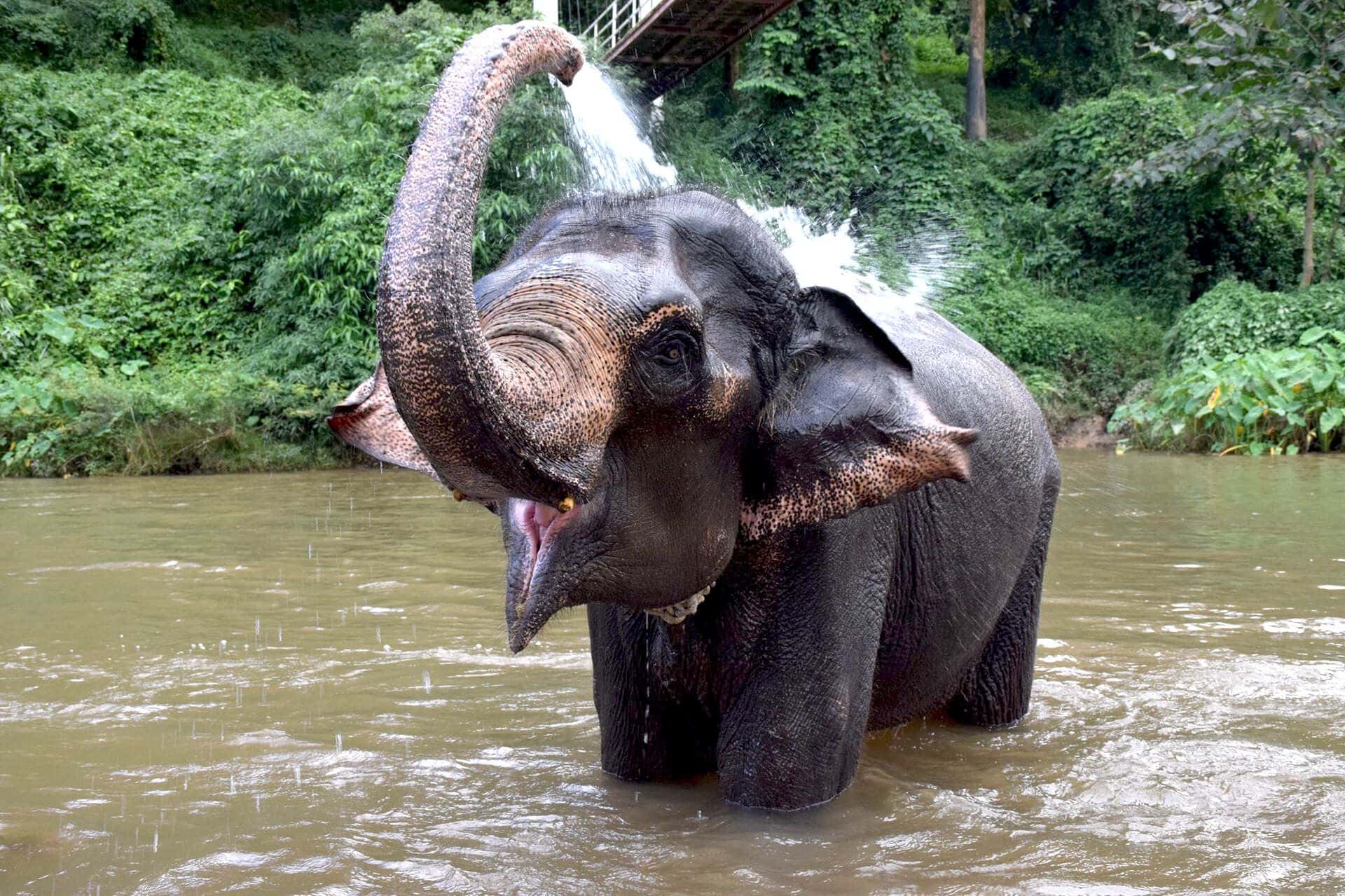 ปางช้างแม่แตง1