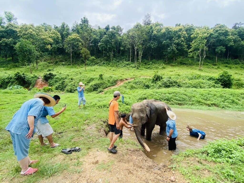 Afternoon Trip: HALF DAY ETHICAL LANNA KINGDOM ELEPHANT SANCTUARY with Pick up and Drop off Trips and Day Trips3