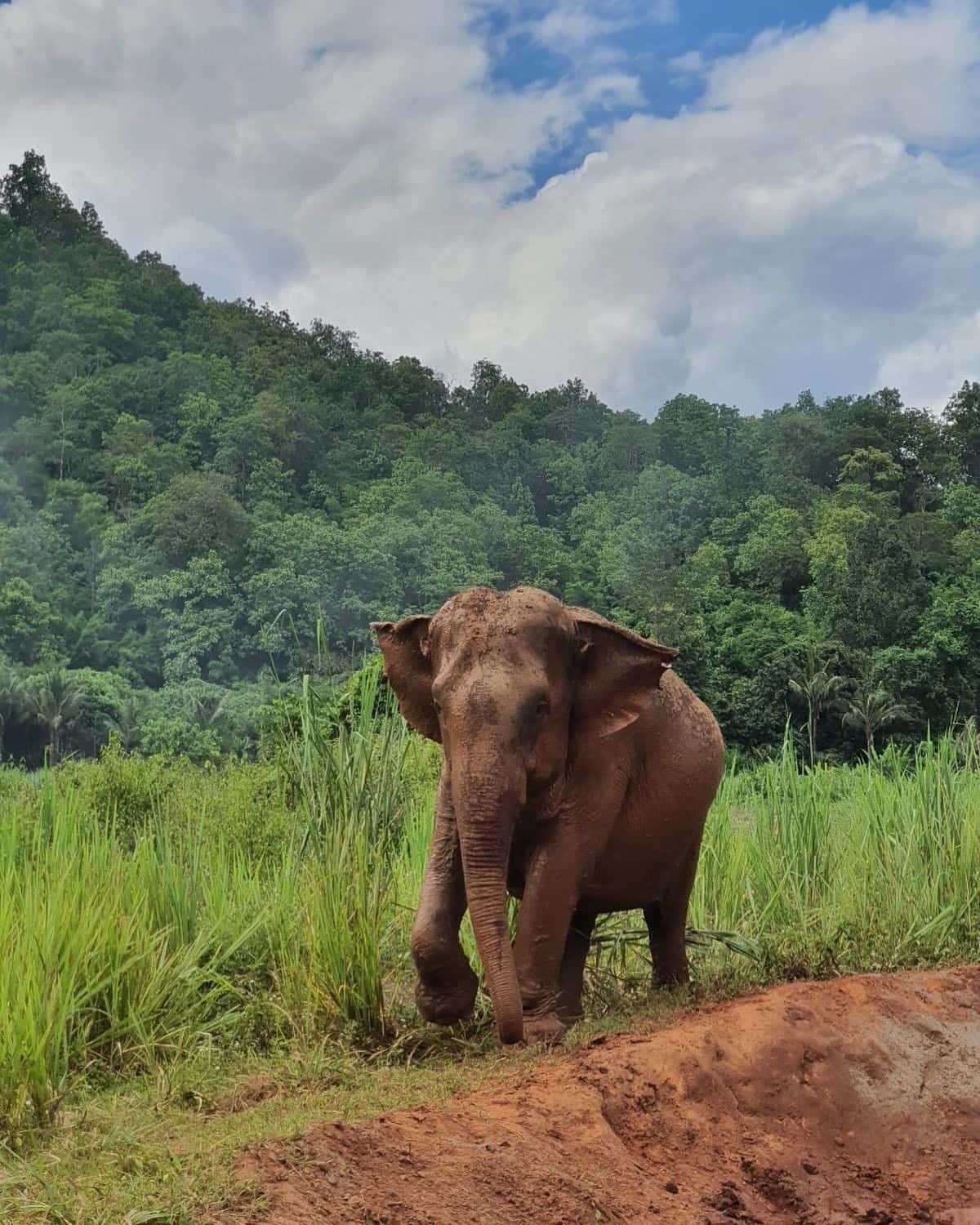 Hug Elephant Sanctuary Chiangmai2
