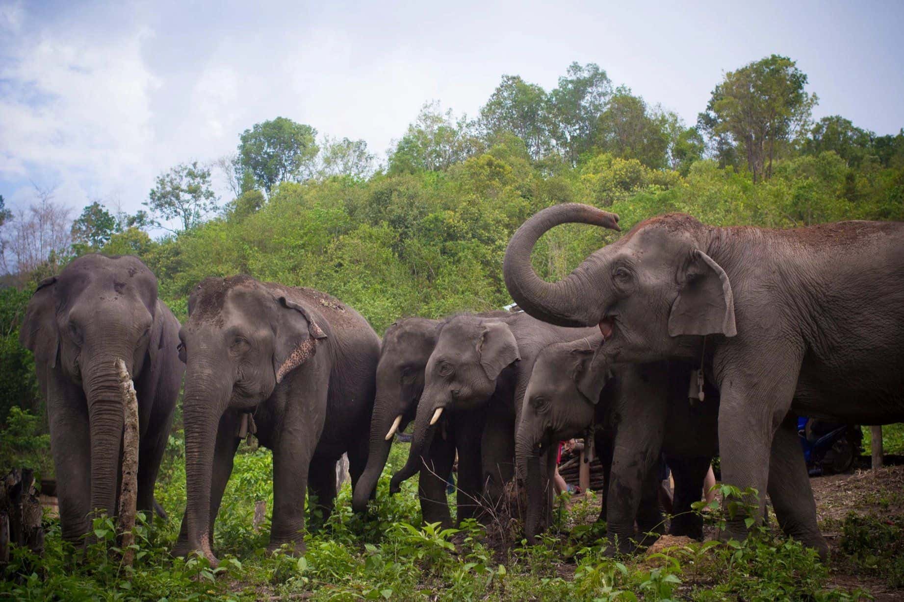 Hug Elephant Sanctuary Chiangmai3