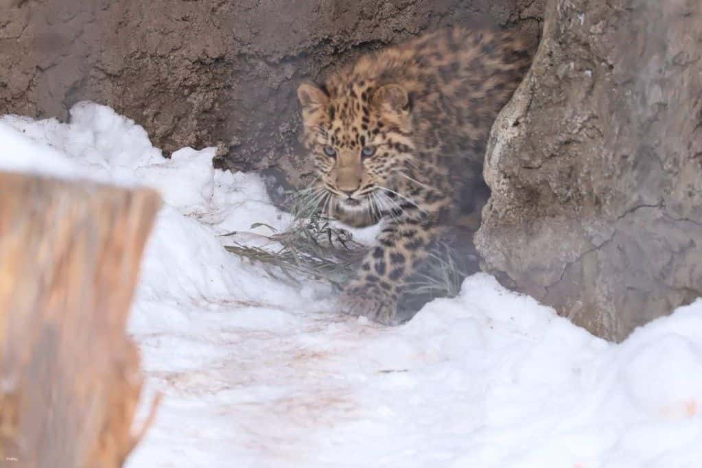 Asahikawa, Hokkaido|Yokubari Greedy Ticket including Asahiyama Zoo Admission Ticket|Reservations Confirmed Immediately4