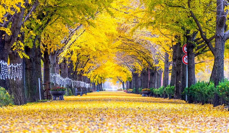 ทัวร์เกาหลีใต้ โซล เกาะนามิ สวนสนุกเอเวอร์แลนด์ พระราชวังเคียงบกกุง3