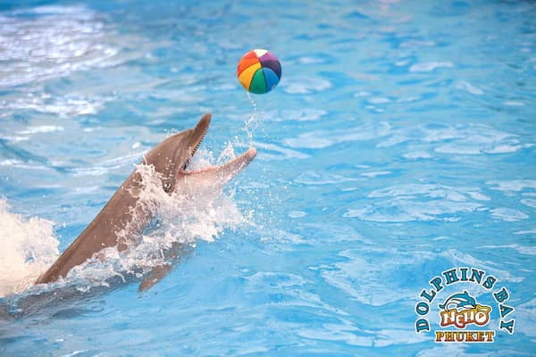 Dolphins Bay Phuket Ticket for Foreigners
