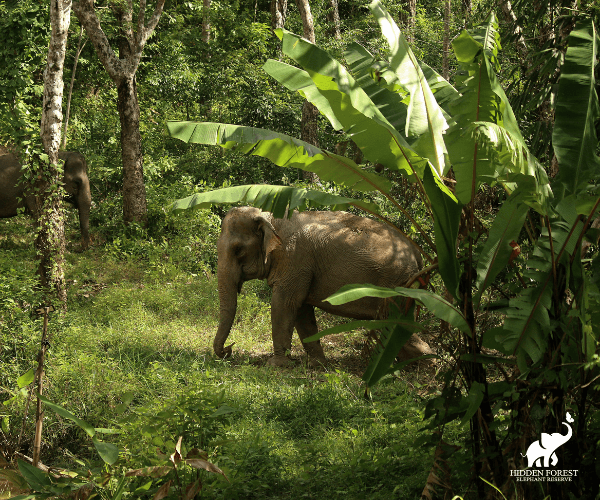 Phuket: Hidden Forest Elephant Reserve with Meal & Transfer Trips and Day Trips