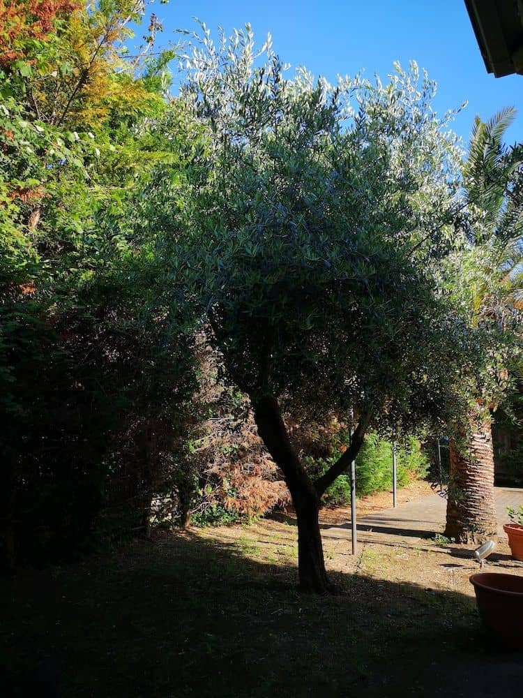 All'Ombra del Palmeto