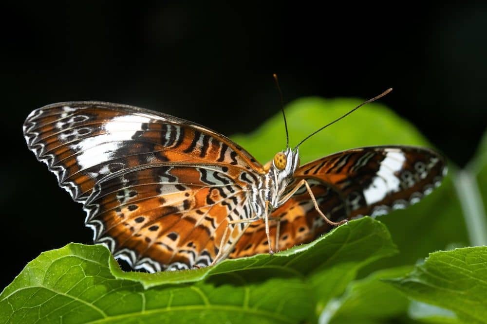Batchelor Butterfly Farm Batchelor Butterfly Farm