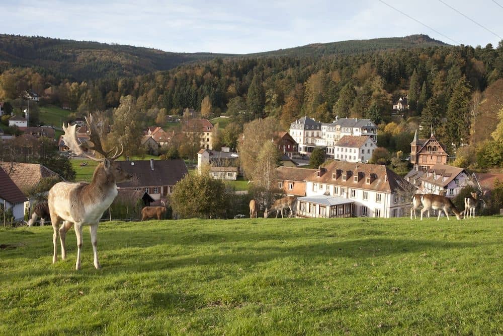 Grand du Hohwald Grand du Hohwald