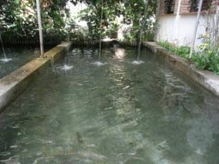 Taray Botanico Taray Botanico