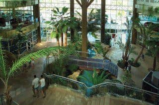 Flamingo Oasis Flamingo Oasis