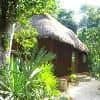 Jolie Jungle