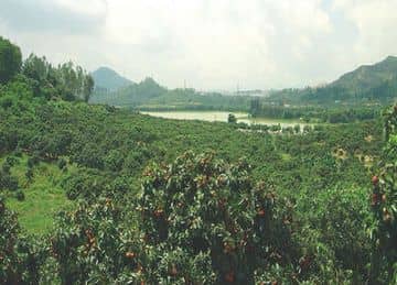 Ying Ge Hai Holiday