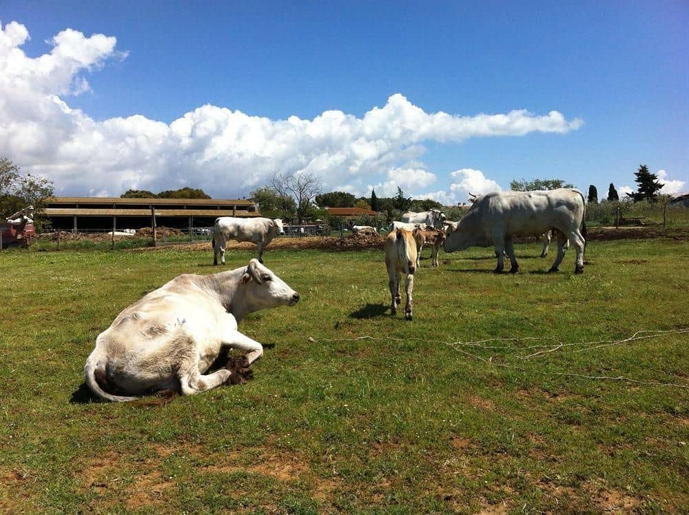 Agriturismo Al Girasole Farm Holiday B&B