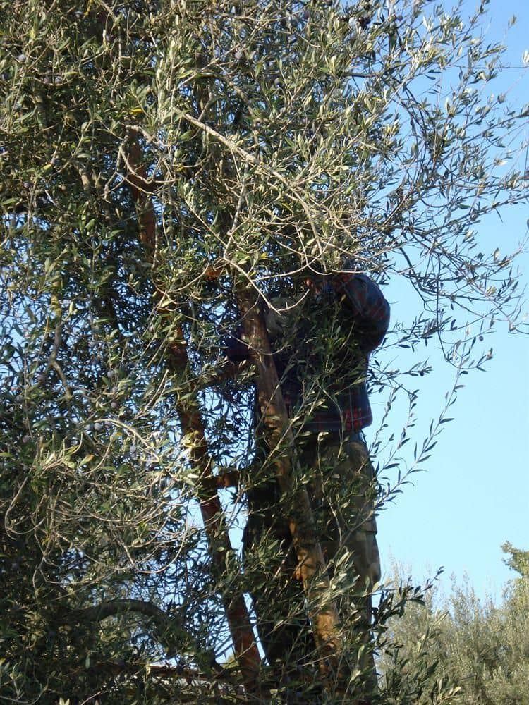 Casale dei Dotti