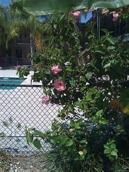 Rodeway Inn & Suites