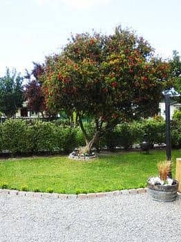 Coeden Cottage