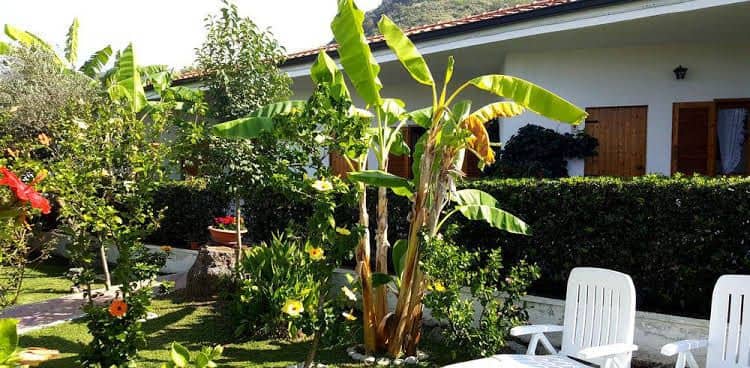 Hibiscus Uno