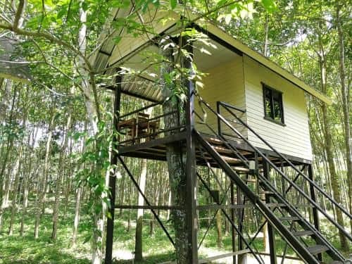 Back to the Trees Camp
