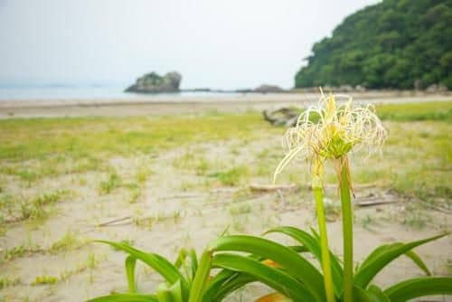 Sasayaka na Ouchi Takamatsu/Kushima