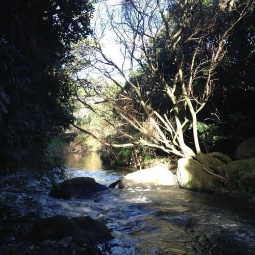 Punehu Stream Cottage Punehu Stream Cottage
