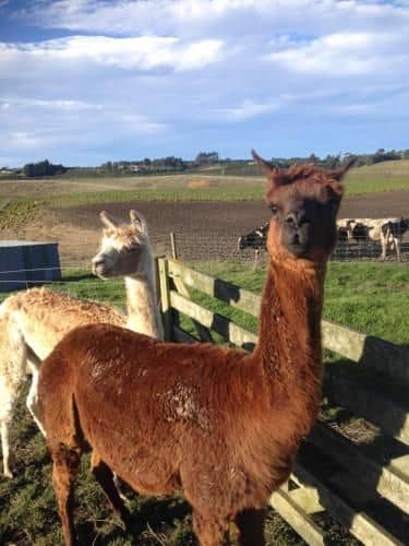 Gumtree Farmstay Gumtree Farmstay