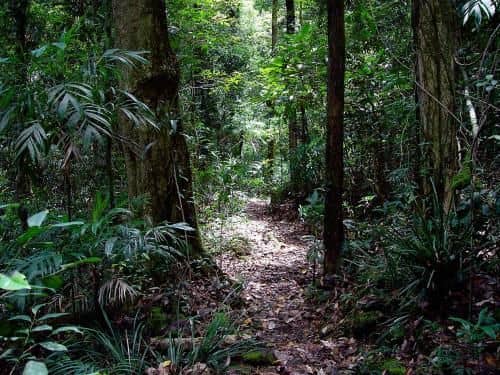 Springbrook Lyrebird Retreat Springbrook Lyrebird Retreat