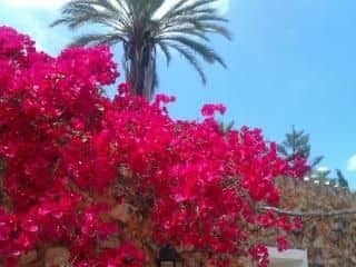 Agroturisme Son Pons Agroturisme Son Pons