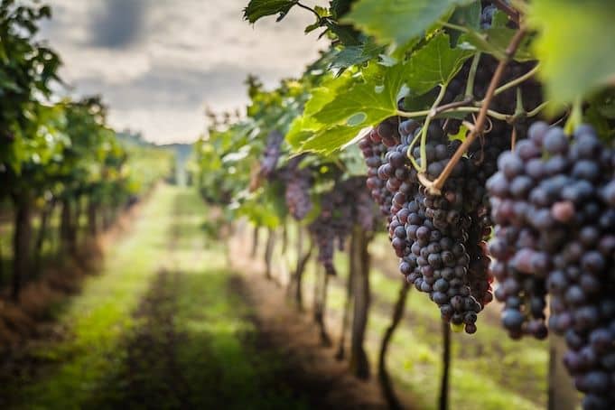 Hike and Chianti wine tour
