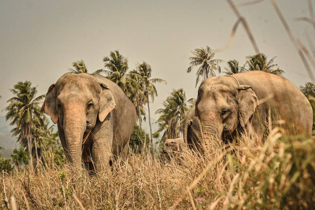 Elephant Jungle Sanctuary (Pattaya) ทริปเที่ยว และเดย์ทริป