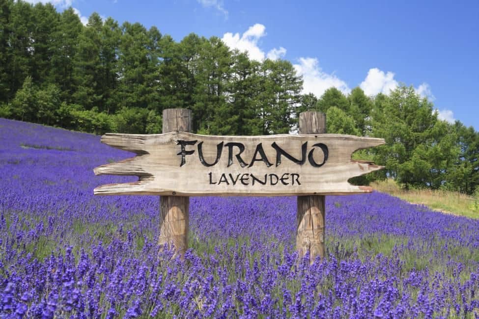 [Early Bird Limited Offer | 50% OFF] Furano, Hokkaido 1-Day Tour: Farm Tomita - Irodori Field, Shikisai-no-oka in Biei, & Shirogane Blue Pond | Departure from Sapporo ทริปเที่ยว และเดย์ทริป